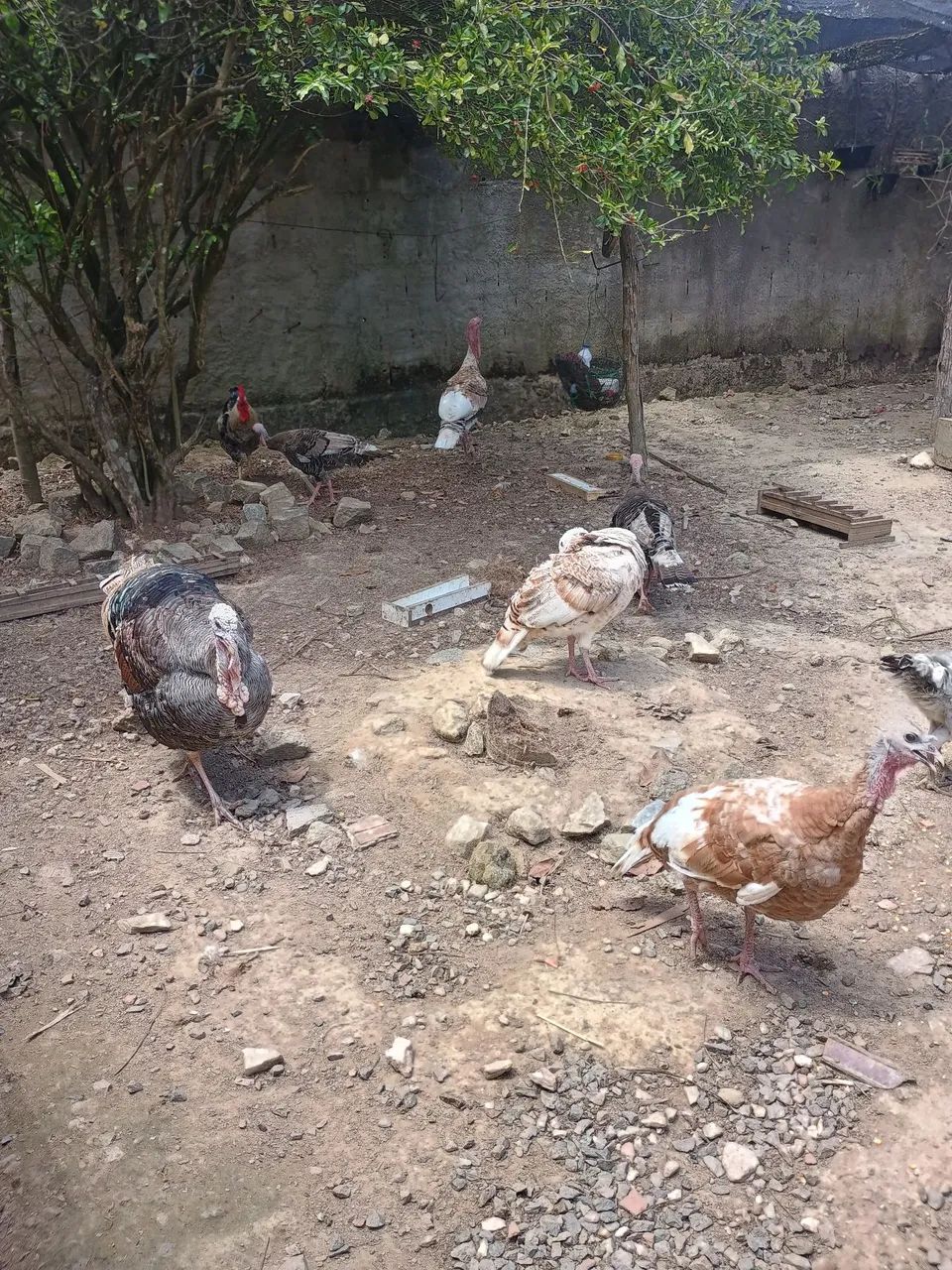 Casal de peru  - Foto 3