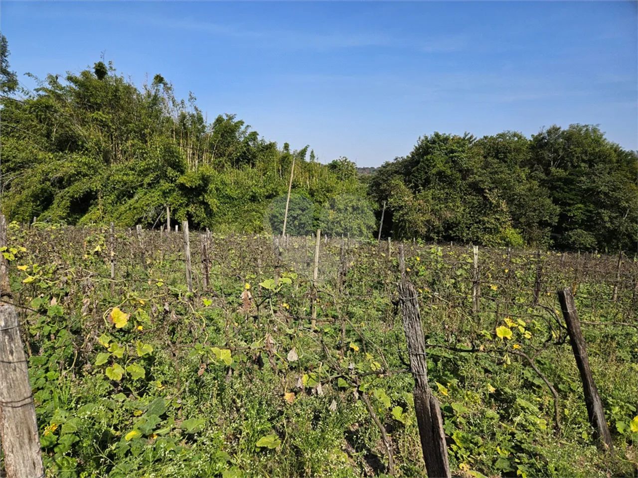 Sitio com 3.000 pés de uvas - Foto 3