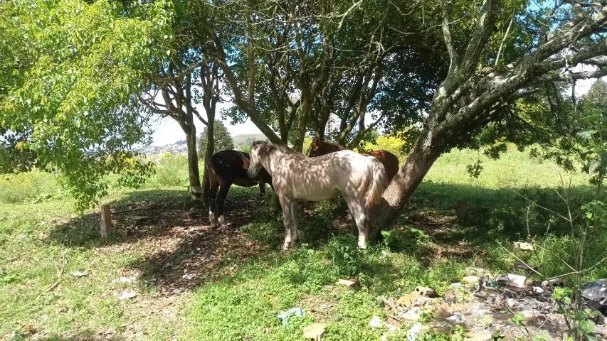 Cavalo tordilho filho de campeiro - Foto 4