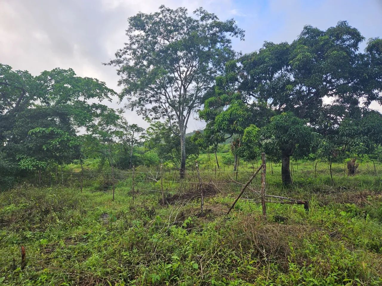 Lotes Parcelado União dos Palmares | Fazenda Sementeira - Foto 3