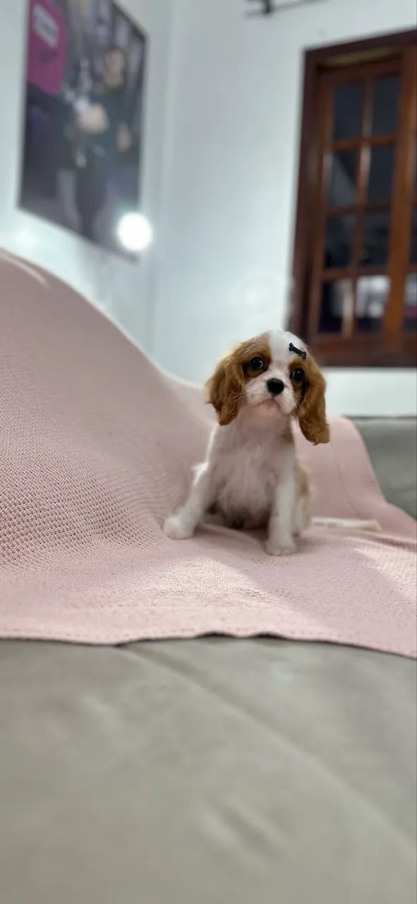Cavalier King Charles Spaniel macho - Foto 4