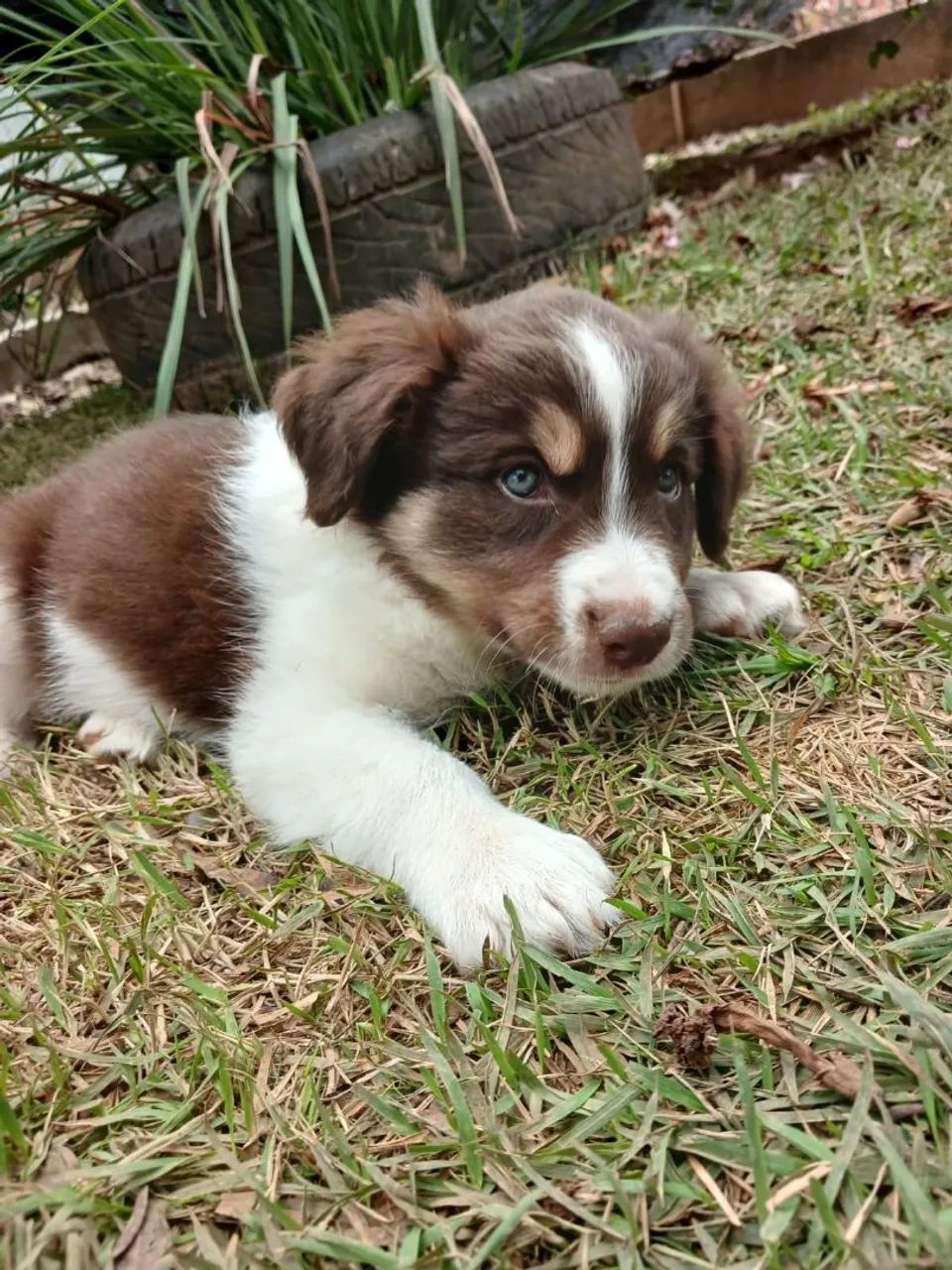 BORDER COLLIE filhote - Foto 2