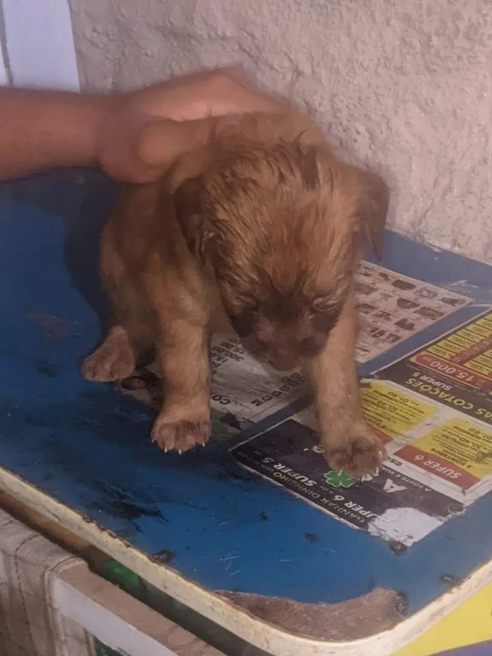 Doação  - Foto 2