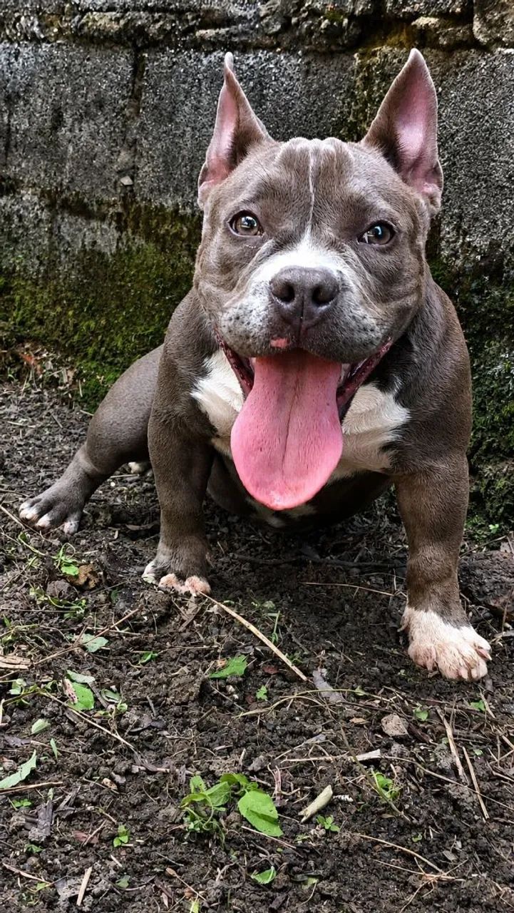 American Bully Micro - Para vender HOJE