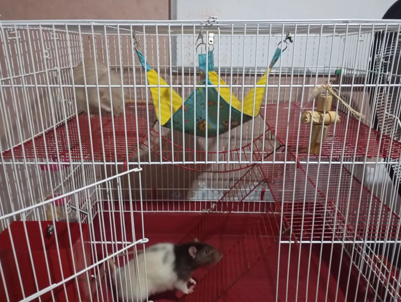 Vendo gaiola para rato twister - Foto 4