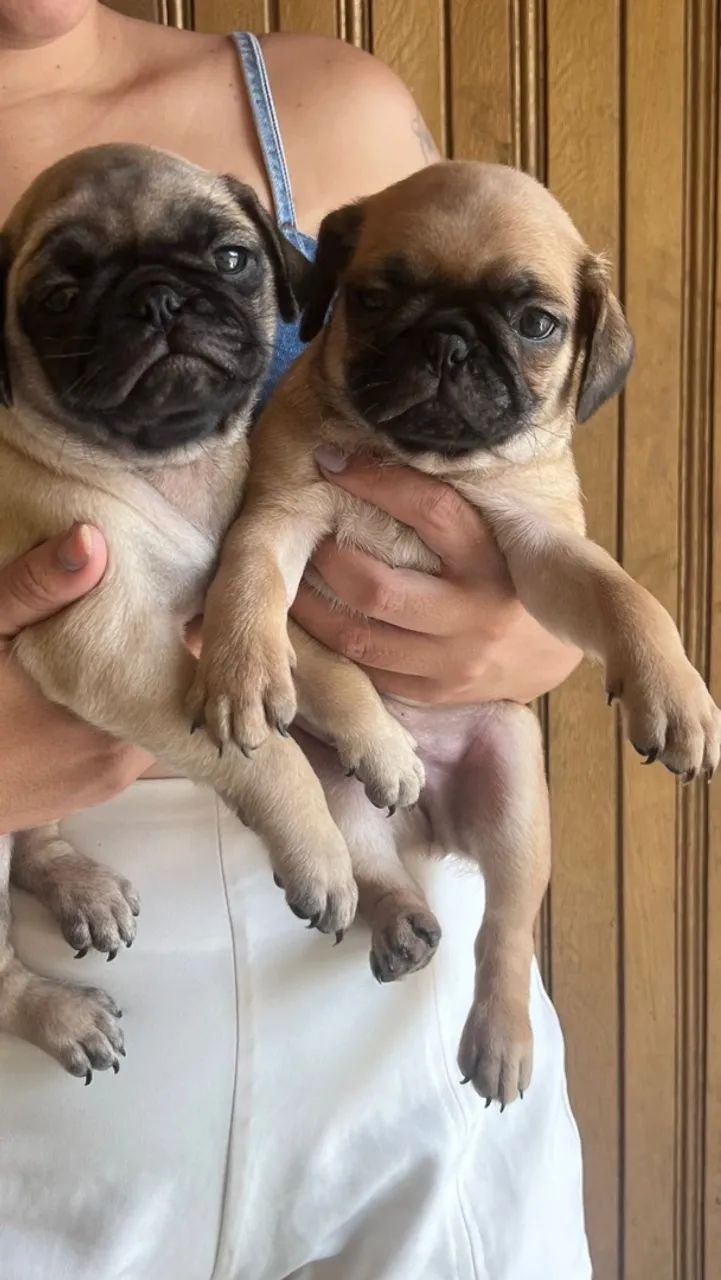 Pug - Foto 3