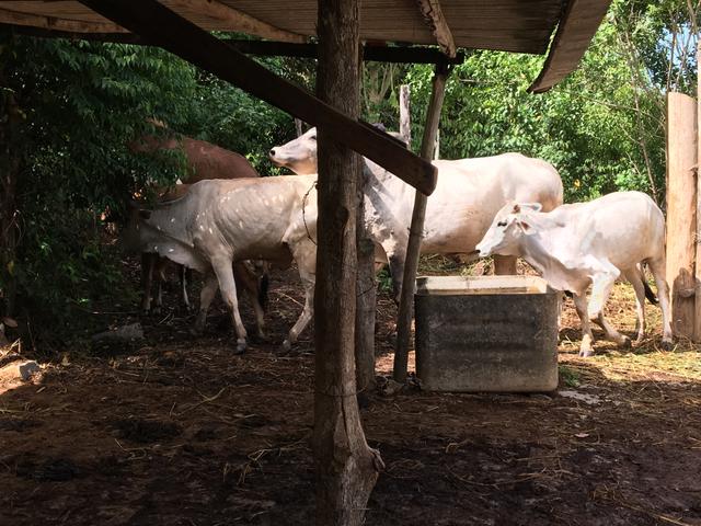 Fazenda de cacau em Ilhéus Bahia na RODOVIA DO CHOCOLATE / Super oportunidade - Foto 7