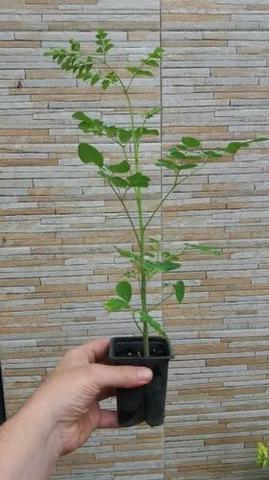 (MORINGA OLEÍFERA) tenho mudas - Foto 2