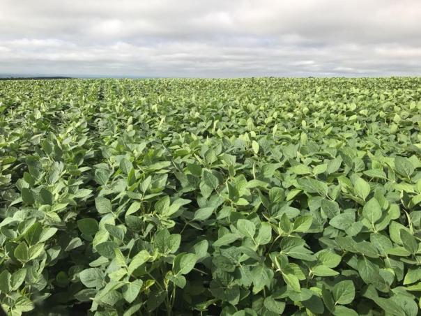 Fazenda à venda, R$ 18.900.000 - Pitanga/PR - Foto 2