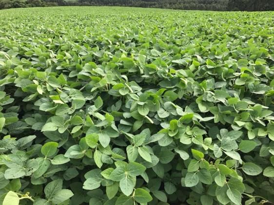 Fazenda à venda, R$ 18.900.000 - Pitanga/PR - Foto 7
