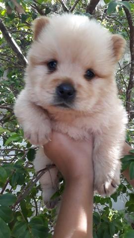Filhotes de Chow Chow A venda - Foto 5