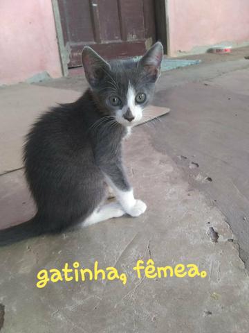 Casal de gatinhos - Foto 3