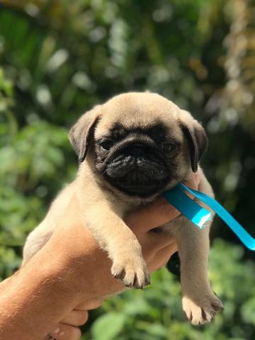 Excelente filhote de pug machinho, genética selecionada, pedigree com grandes campeões - Foto 3