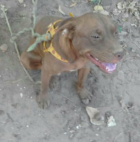 American Pit Bull Terrier - Foto 2
