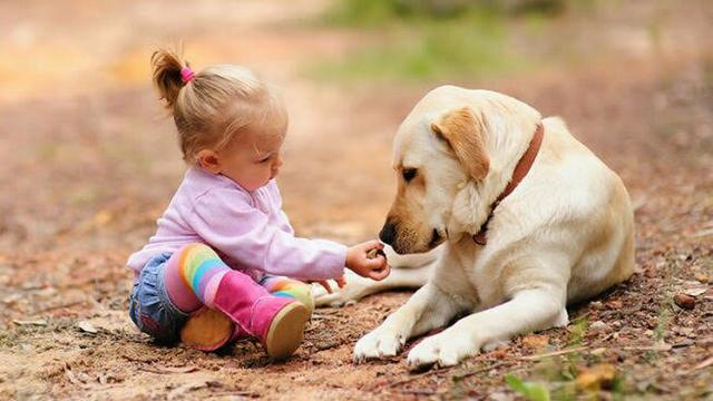 Babysitter, Pet Sitter e Dama de companhia