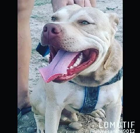 Filhote de pitbull - Foto 5