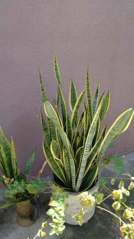 Planta espada de São Jorge - Foto 2