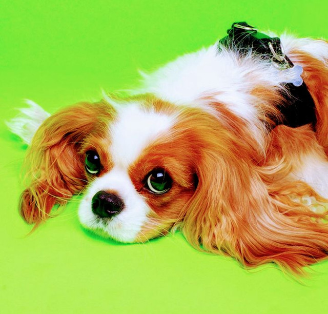 olx cavalier king charles