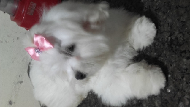 Vendo cachorra maltês - Foto 2