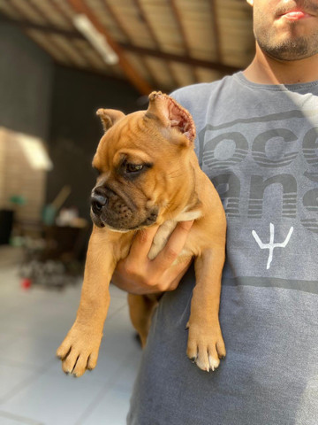 Filhotes de American Bully Pocket e Micro - Foto 5