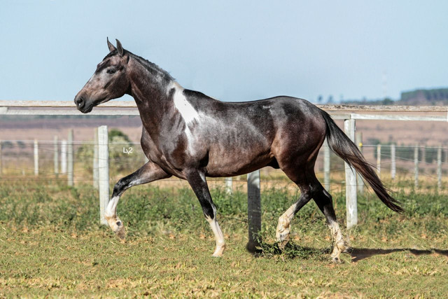 Potro mangalarga