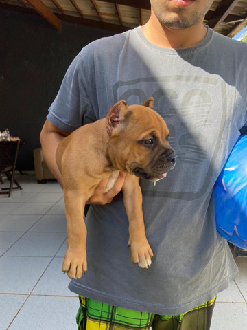 Filhotes de American Bully Pocket e Micro - Foto 4