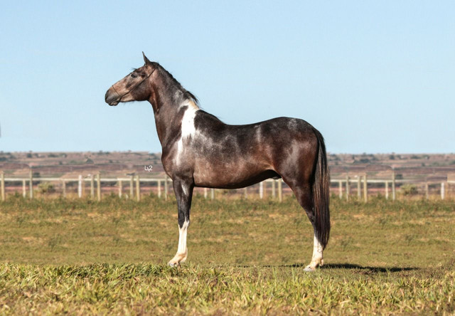 Potro mangalarga - Foto 2