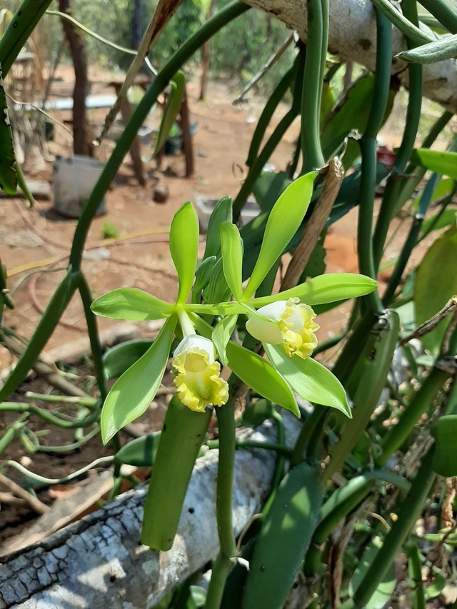 Mudas de Baunilha, orquídea Vanilla