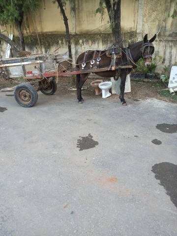 Serviços de carroceiro na Pampulha e região  - Foto 3