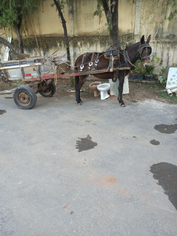 Serviços de carroceiro na Pampulha e região  - Foto 2