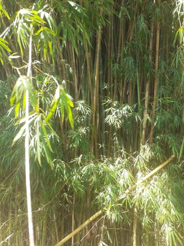 Bambu - Foto 4