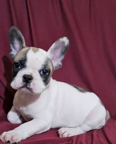 BULLDOG FRANCÊS - FILHOTES LINDOS , COM OU SEM PEDIGREE CBKC!