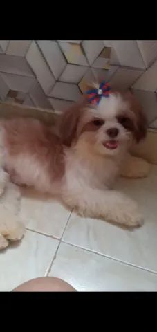 Vendo linda shih tzu femea 