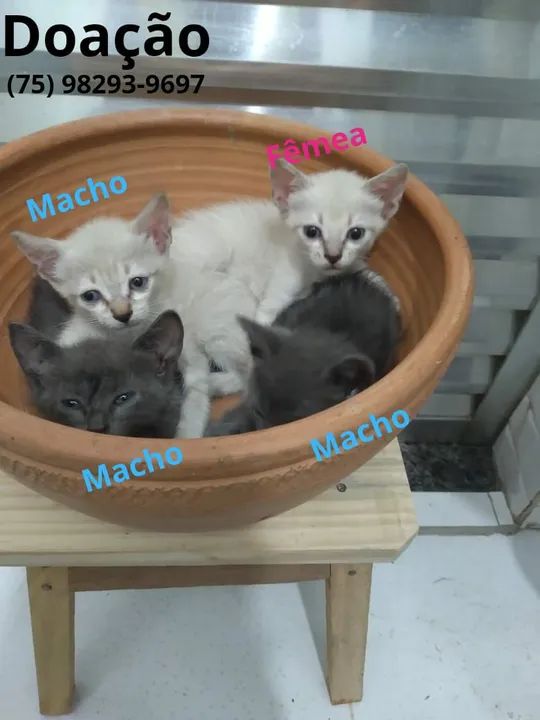 Gatinha disponível para adoção - Foto 6