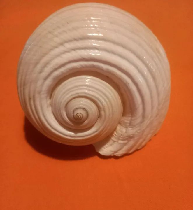 CONCHA DO MAR