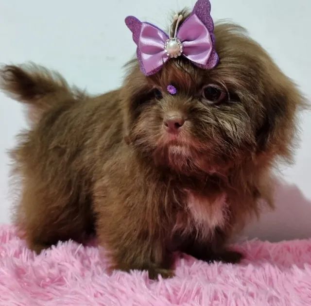 Chocolate lhasa hot sale apso