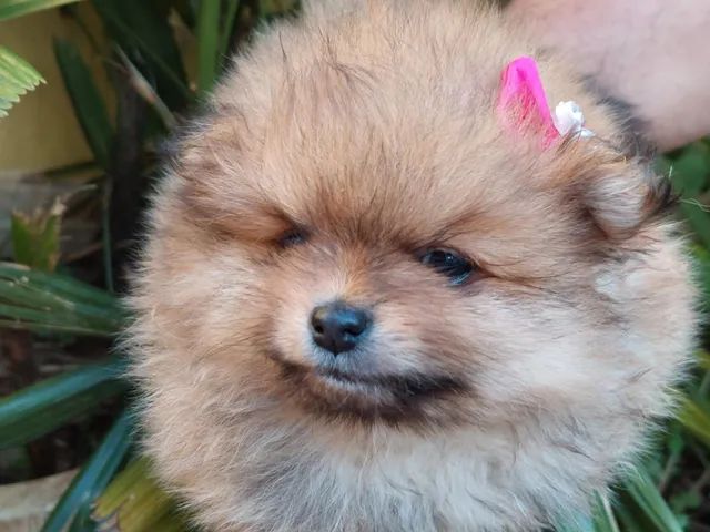Spitz vacinados 
