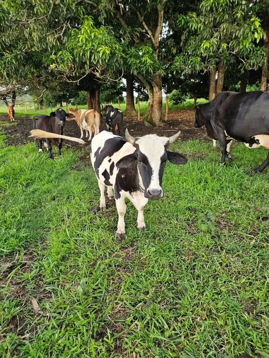 Linda mini vaca. Muito pequena e apurada - Foto 3