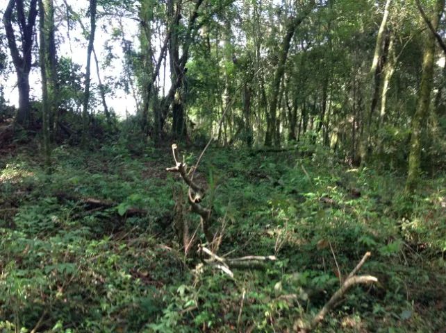 Terreno com 3.437,43m² por R$380.000,00, a 2.000m da Represa Passaúna. - Foto 4