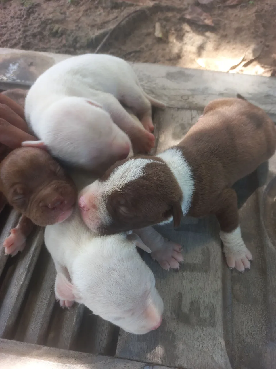 Filhotes de Pitbull