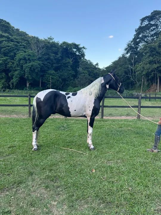 Cavalo de marcha picada Homozigoto - Foto 2