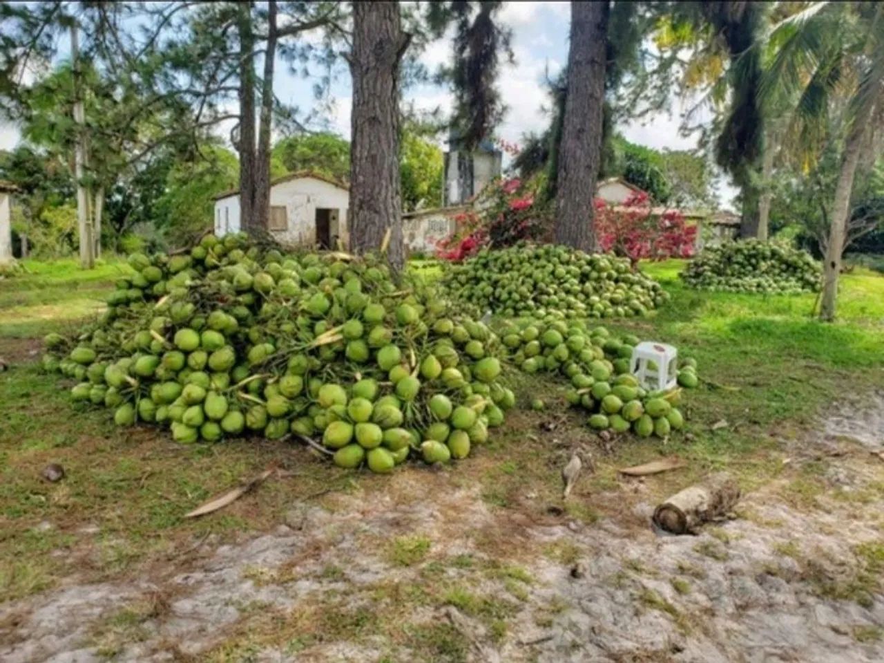 Vendemos Coco Verde