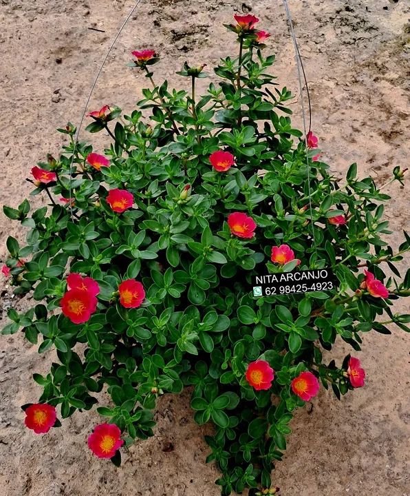 Planta pata de elefante hibisco caladiuns... - Foto 5