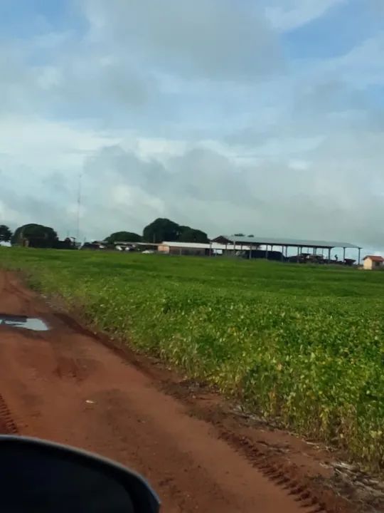 Fazenda 986 Alqueires, 227 Alqueires em Área Plantada, 206 Alqueires em Pastagem, Casas Se - Foto 2