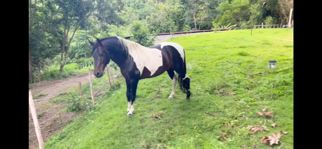 Vendo Cavalo Mangalarga Registrado Garanhão