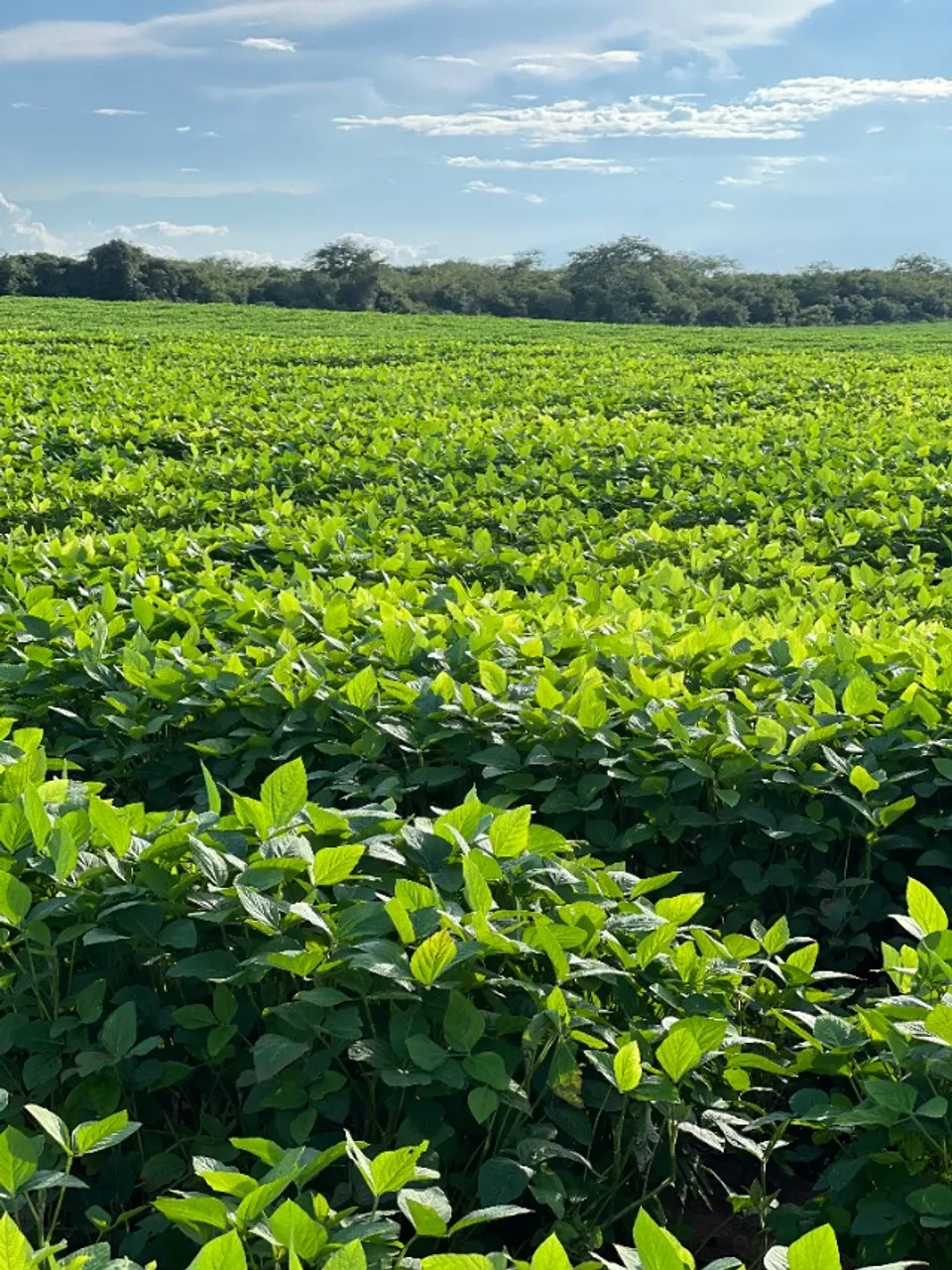 Fazenda em Produção de Soja na região de Piripiri