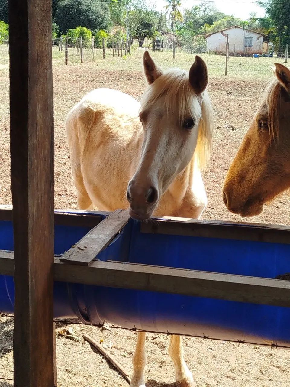 Potra Mangalarga Marchador 