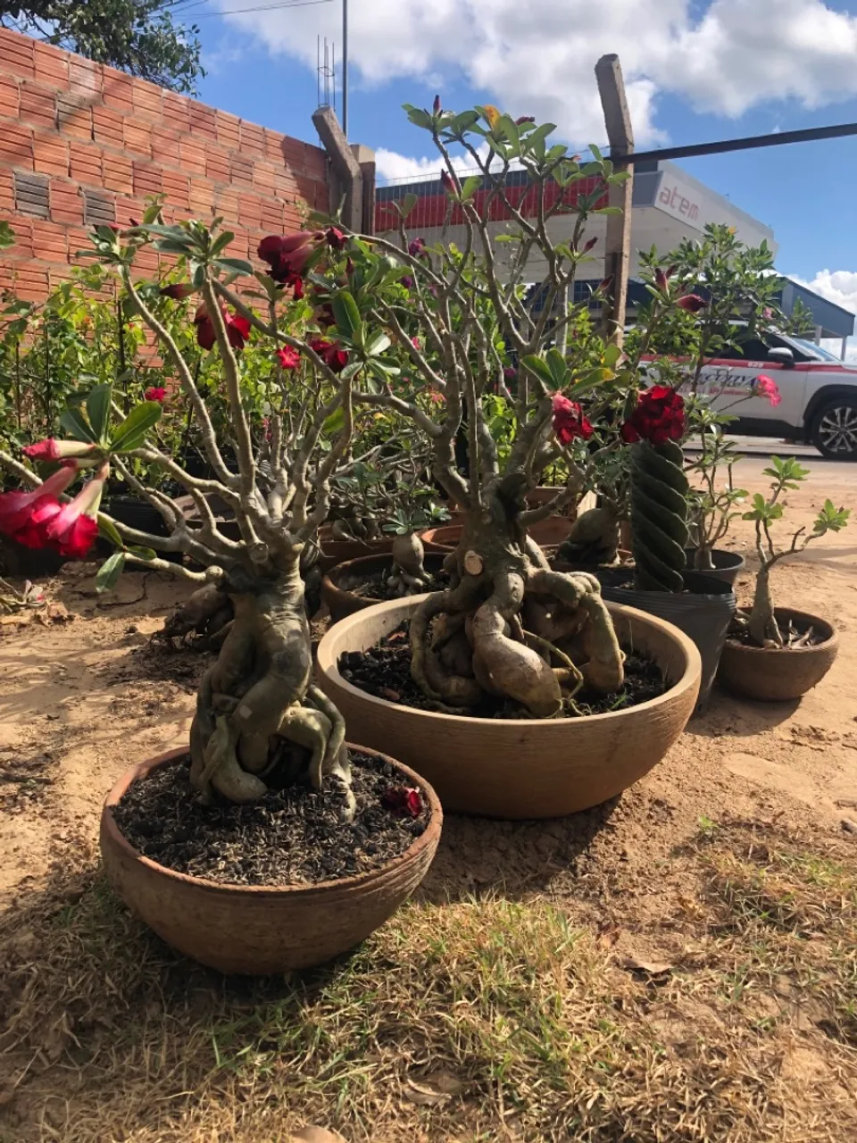 Plantas ornamentais e frutiferas