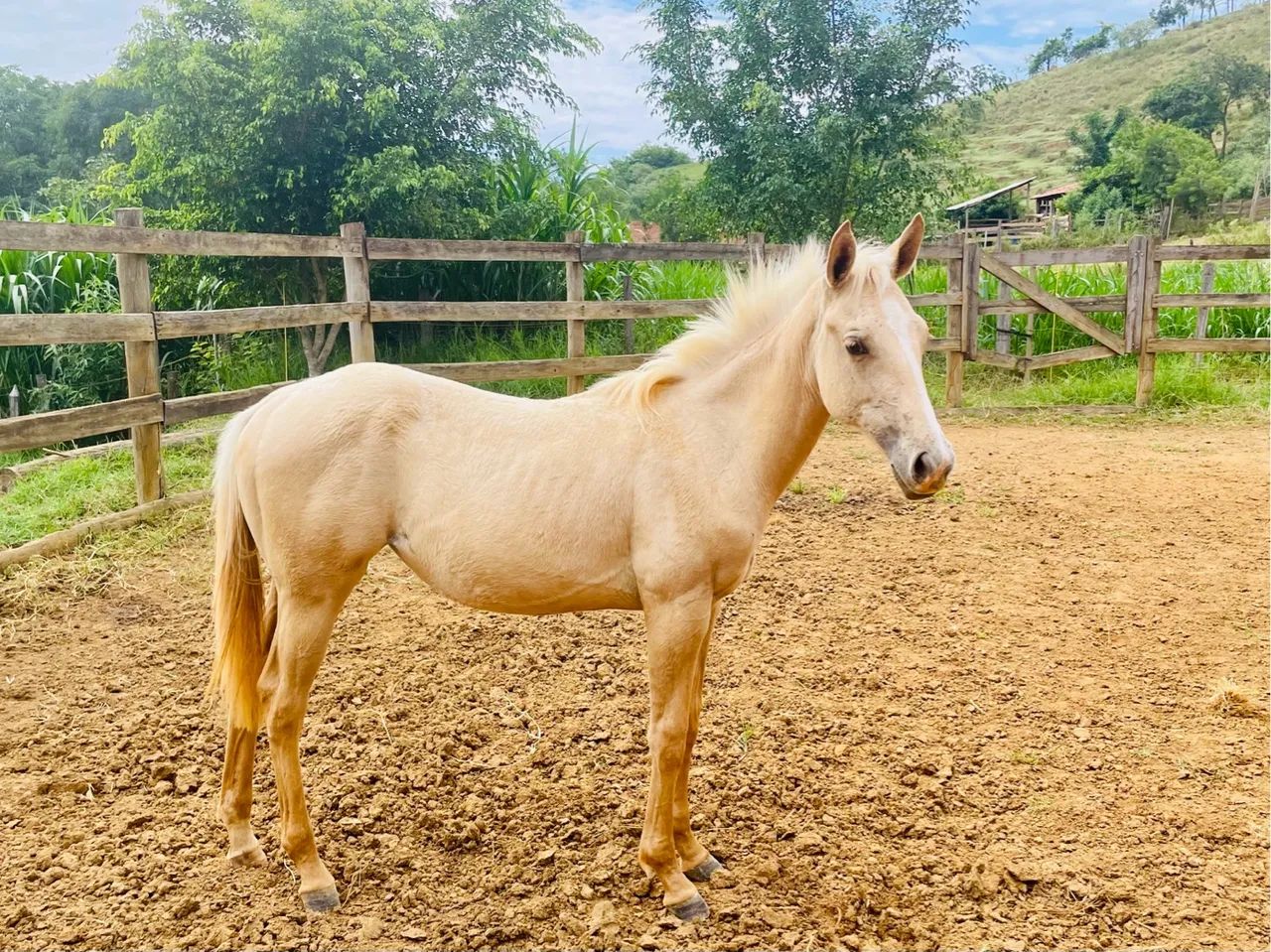 Potra Quarto de Milha à Venda - Linhagem Fechada em Trabalho - Foto 4