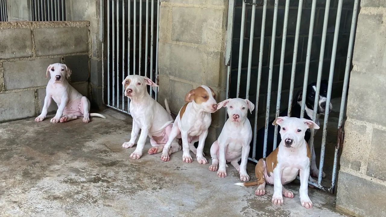 Filhotes de Pitbulls  - Foto 2